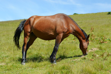 Obraz premium Thoroughbred young horse posing against spring fields.