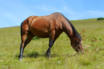 Obraz premium Thoroughbred young horse posing against spring fields.