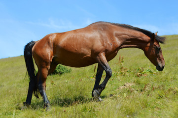 Thoroughbred young horse posing against spring fields.