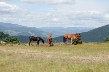 Ukrainian Carpathian Mountains