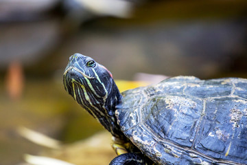 Black turtle close up with a raised head_