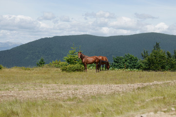 Obraz premium Ukrainian Carpathian Mountains