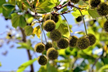 Leaves and fruits of american sycamore plane tree (also known as American sycamore, planetree,...