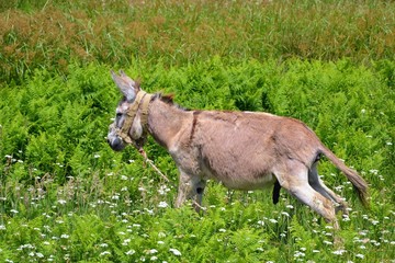 Equus africanus asinus. Donkey (or ass) with penis standing on the spring meadow