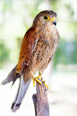 Sparrow hawk on a blurred green background_