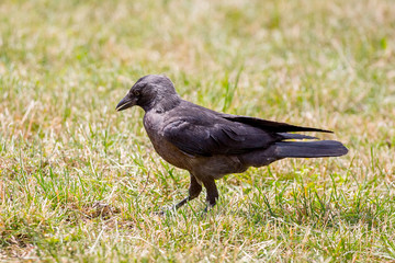 Black young raven on the grass in the park_
