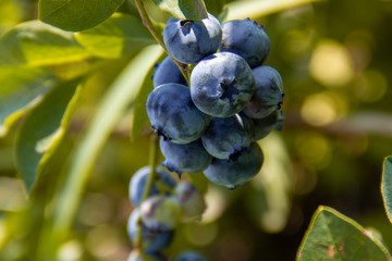 Blueberries growing on a branch in a wild forest