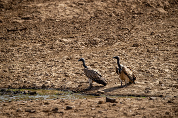 Long billed Vulture or Gyps indicus at Ranthambore Tiger Reserve National Park , Rajasthan, India