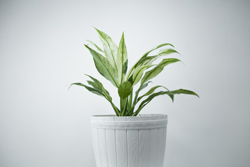 Houseplants in white's flowerpots on a table near bright white wall