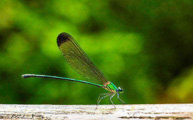 Stream glory damselfly or Neurobasis chinensis, Bajpe, Mangalore, Karanataka, India