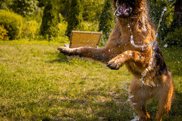 A  happy german shepherd dog is playing with the water from the garden hose.