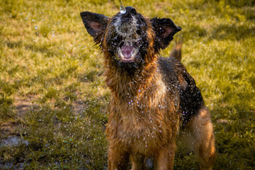 A  happy german shepherd dog is playing with the water from the garden hose.