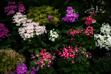 Obraz premium flowers in the garden