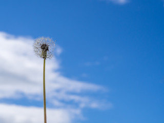 coltsfoot against the blue sky with clouds
