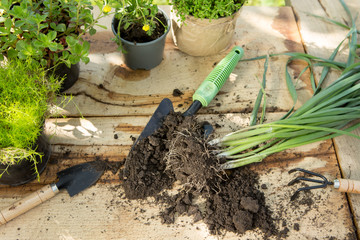 Seedlings, plants in pots and garden tools on the wooden table, green trees background - gardening concept