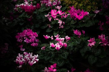 Fototapeta na wymiar pink flowers in the garden