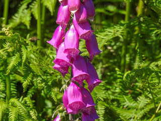 Canterbury Bell Flowers