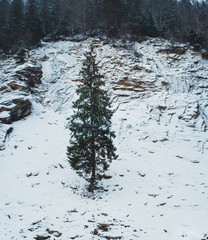 A pine on the snowy rocks and mountain