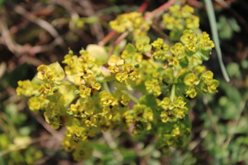 yellow flowers in the garden