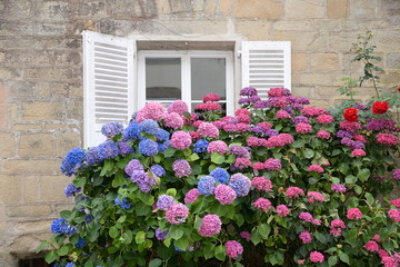 Fototapeta na wymiar Fenster mit Hortensien in der Bretagne