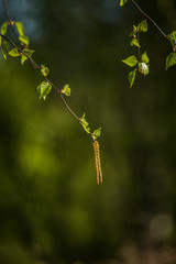 Beautiful, fresh birch tree leaves in spring. Sunny scenery of a nordic forest.