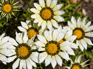 Gazania flowers in bloom