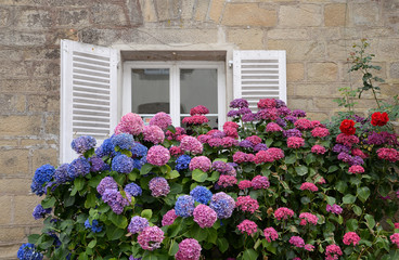 Fototapeta na wymiar Fenster mit Hortensien in der Bretagne
