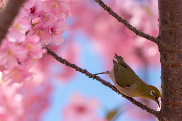 メジロと河津桜　東京都江戸川区　旧中川