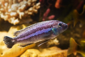 lake Malawi Maingano cichlid, mbuna Melanochromis fish species in pseudo marine aquarium with...