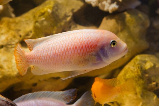 bright pink lake Malawi cichlid fish Maylandia estherae in pseudo marine aquarium with stones background, beautiful freshwater aqua design