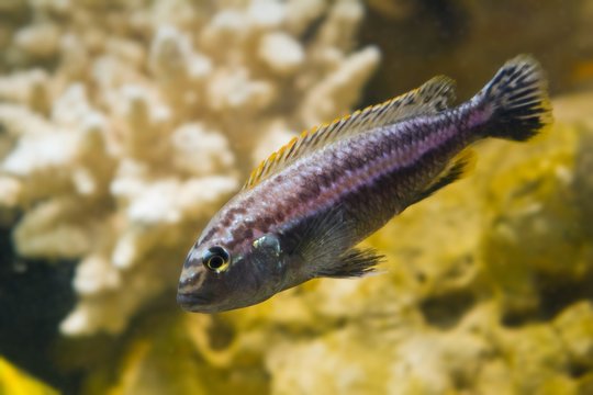 lake Malawi Maingano cichlid, mbuna Melanochromis fish species in pseudo marine aquarium with natural looking stone background, beautiful freshwater aqua design