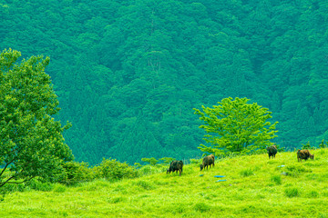 Hyogo prefecture・Mountain deep forest ranch