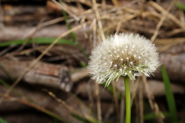 Dandelion close-up