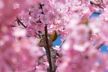 メジロと河津桜　東京都江戸川区　旧中川