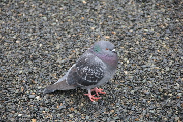砂利の上で雨に濡れながら寒そうにしている鳩(静岡県)