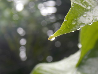 water drops on a green leaf