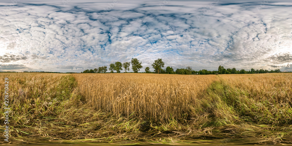 Wall mural full seamless spherical hdri panorama 360 degrees angle view among rye and wheat fields in summer da