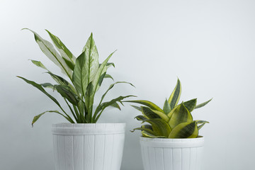 Houseplants in white's flowerpots on a table near bright white wal