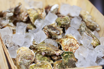 Fresh oysters with ice cubes