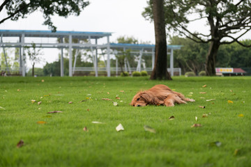 Golden Retriever playing in the park grass