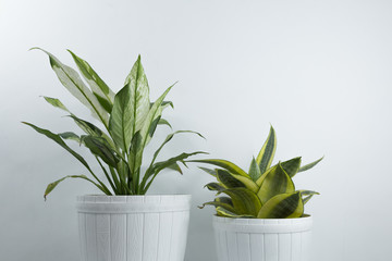 Houseplants in white's flowerpots on a table near bright white wal