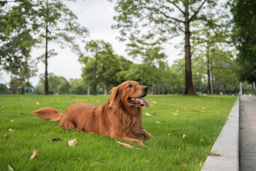Golden Retriever playing in the park grass