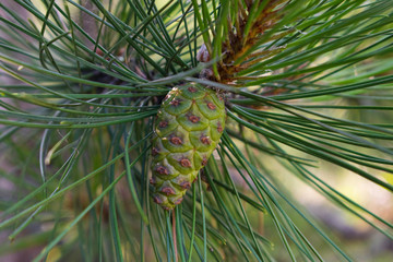 Green Pine Cone Macro Evergreen Tree 
