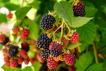Evergreen blackberry grows. Harvest during the main season. Ripe and unripe blackberries grow on the bushes. Berry background.