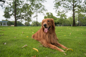 Golden Retriever playing in the park grass
