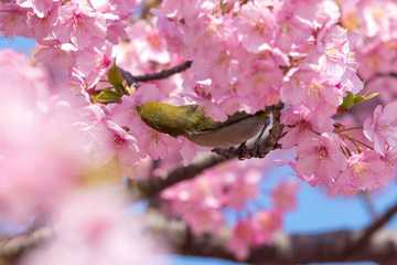 メジロと河津桜　東京都江戸川区　旧中川