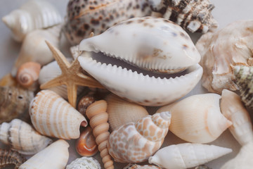 Seashell background with starfish. Many different colorful seashells and starfish piled together. Ocean life.