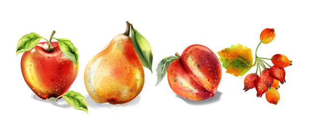Apple, pear and peach Vector watercolor set. Colorful fruits detailed painted styles