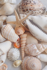 Seashell background with starfish. Many different colorful seashells and starfish piled together....