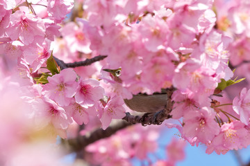 メジロと河津桜　東京都江戸川区　旧中川